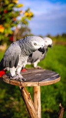 Obraz premium Two grey parrots on a wooden perch
