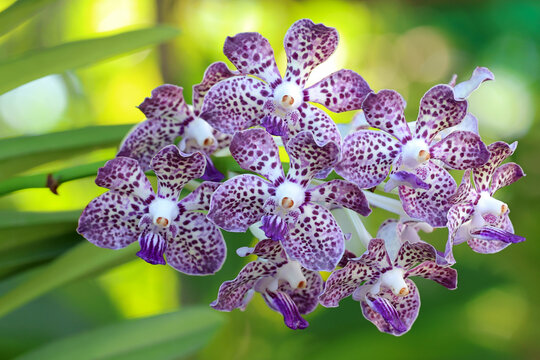 Close up of beautiful orchid flower blooming in the garden. The orchid Papilionanda Kyra Green is a hybrid in the Papilionanda genus