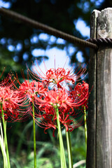 red flower in the garden
