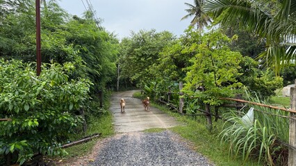 Thai dogs and nature and moisture