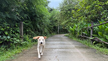 Thai dogs and nature and moisture