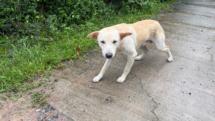 Thai dogs and nature and moisture