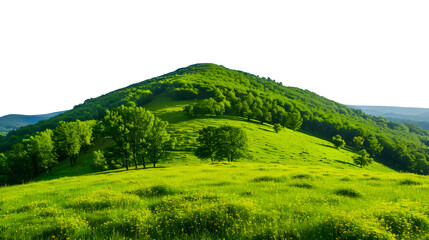Obraz premium Lush green rolling hills dotted with trees under a bright sunny sky