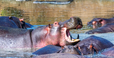 Fototapeta premium Telephoto of a hippopotamus, Hippopotamus amphibius, floating partially submerged in a hippo pool in the Serengeti National Park, Tanzania