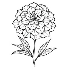 tagetes minuta flower line art vector on-white