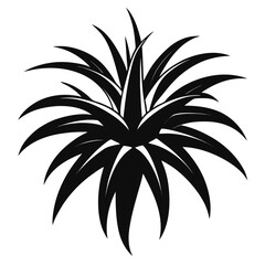 tillandsia bachycaulos silhouette vector on white background