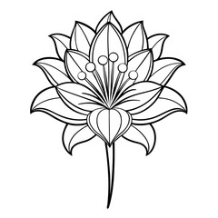  trachelium white flower line art vector  on white