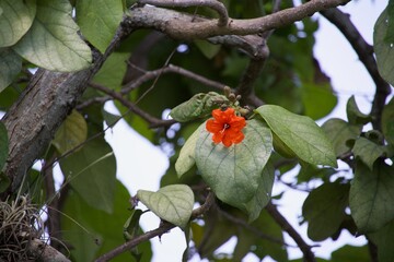 Cordia sebestena