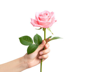 Female Hand Holding a Single Pink Rose Upright, Front View, isolated on transparent background PNG