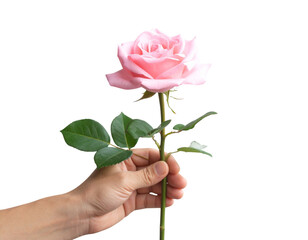 Close-Up of Hand Presenting a Pink Rose, Side Angle, isolated on transparent background PNG