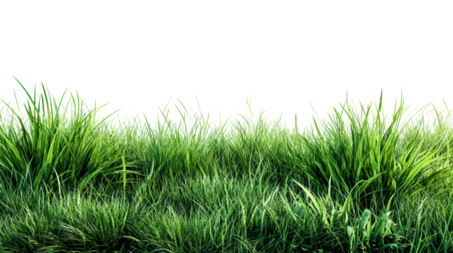Fresh Green Grass Field Close Up on White Background, cut out transparent