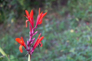 Bright Red Canna Lily Blooming in Garden with Soft Green Background