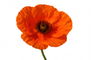 Crimson poppy flower blooming, delicate petals spreading with deep burgundy center against clean transparent backdrop
