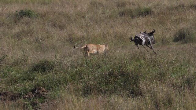 Lion hunting wildebeest in the Maasai Mara during the great migration in Africa 