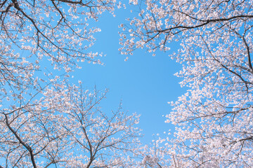 桜と青空