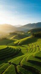 Obraz premium Sunlit Terraced Rice Fields Nestled in Rolling Hills