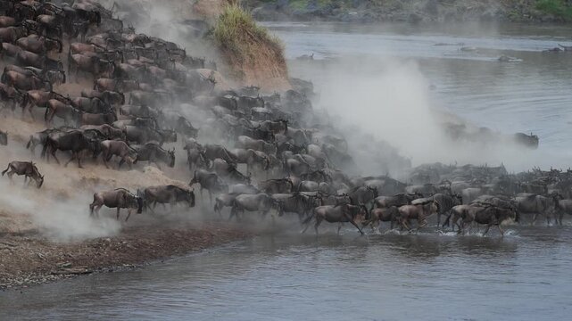 The great migration, wildebeest cross the Mara River in Africa
