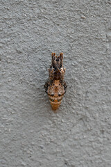 a chrysalis on a gray wall, insect pupa attached to a building, a moth pupa preparing to transform, 
pupa of insects of the order Lepidoptera, chrysalis stage, butterfly phases


