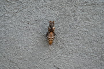 a chrysalis on a gray wall, insect pupa attached to a building, a moth pupa preparing to transform, 
pupa of insects of the order Lepidoptera, chrysalis stage, butterfly phases


