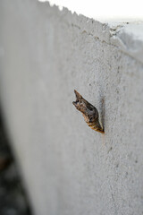 a chrysalis on a gray wall, insect pupa attached to a building, a moth pupa preparing to transform, 
pupa of insects of the order Lepidoptera, chrysalis stage, butterfly phases


