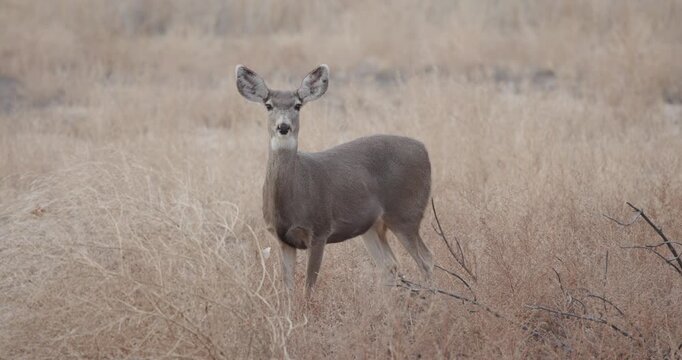 Doe Mule Deer Staring