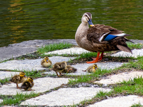 【絵画】ネイチャーアート　「カモの親子」原画 カルガモ親子の絵 色鉛筆画 | アートの輪