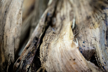 abstract pattern of a dried leaf, organic texture of a dead plant, dry banana tree trunk texture, abstract patterns of banana sheath, organic and fibrous banana fiber