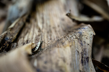 abstract pattern of a dried leaf, organic texture of a dead plant, dry banana tree trunk texture, abstract patterns of banana sheath, organic and fibrous banana fiber