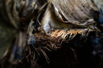 abstract pattern of a dried leaf, organic texture of a dead plant, dry banana tree trunk texture, abstract patterns of banana sheath, organic and fibrous banana fiber