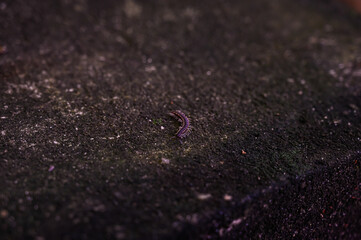 tiny worm on dark ground, small creature on textured surface, macro view of little worm crawling