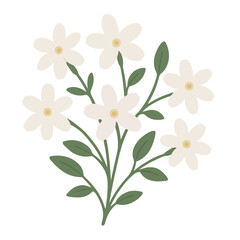 Obraz premium Jasmine Flowers Vector Illustration