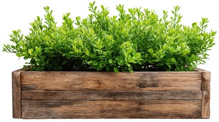 Fototapeta premium Wooden Planter Box with Lush Green Foliage