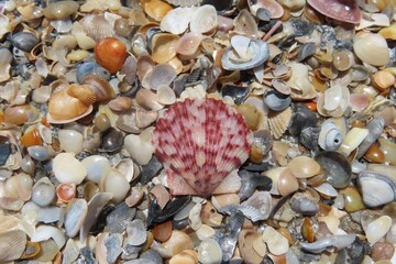 Seashells on the beach in Atlantic coast of North Florida