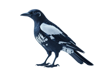 A black and white magpie bird standing on a white background isolated on white background
