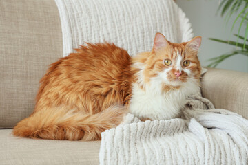 Cute cat with plaid lying on grey sofa at home