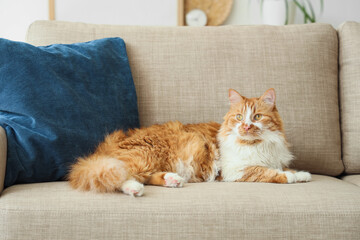 Cute cat with cushion lying on grey sofa at home