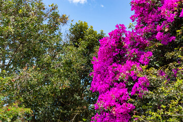 Obraz premium bougainvillea flowers, veranera or buganvilla, Colombia, Cauca