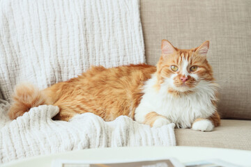 Cute cat with plaid lying on grey sofa at home