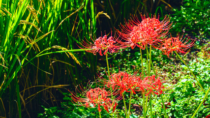 水田近くに咲く赤い彼岸花

