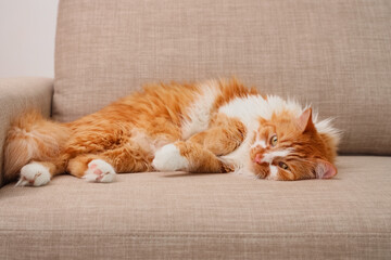 Funny fluffy cat lying on grey sofa at home