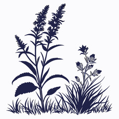 black and white ajuga catlins giant