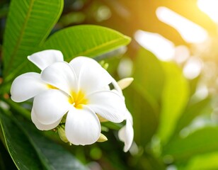 Obraz premium White flower in sunlight
