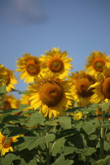 field of sunflowers