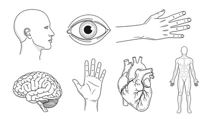 Anatomy Illustration: A comprehensive outline illustration showcasing various human body parts.