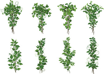 Lush green ivy vines set, botanical climbing plants illustration, decorative foliage vector, garden elements, nature leaves, isolated design clipart © Ashik Creatives