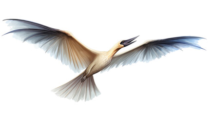 Obraz premium Pteranodon a prehistoric flying reptile soaring on white background