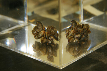 close up of  quagga mussel