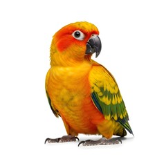 Obraz premium A vibrant Sun parakeet, showcasing its colorful plumage, standing against a white background.