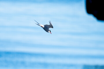 Arctic tern (Sterna paradisaea) in flight, hunting, at the research station in Ny Alesund,...