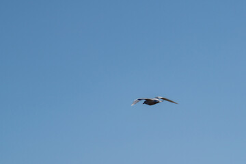 Ivory gull (Pagophila eburnea) in flight at the research station in Ny Alesund, Svalbard, Norway